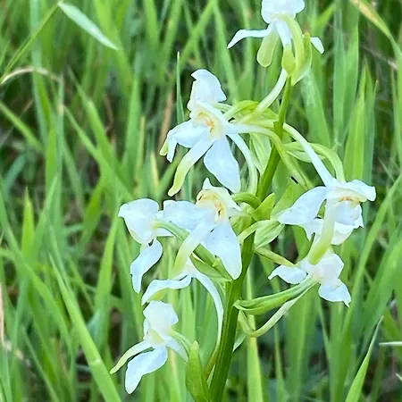 Ferme Point Du Jour Avec Sauna Et Jacuzzi Sainte-Marie-aux-Mines