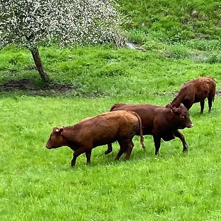 Ferme Point Du Jour Avec Sauna Et Jacuzzi Apartman Sainte-Marie-aux-Mines